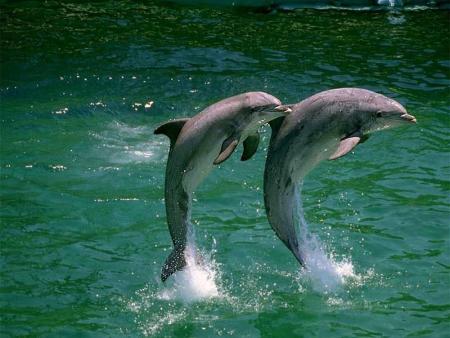 j'adore les dauphin